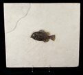Priscacara Fossil Fish On Large Matrix #15123-1